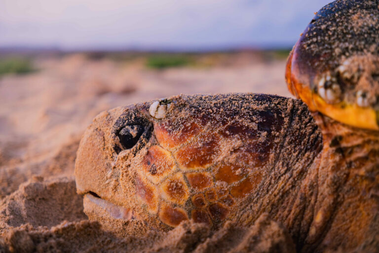 DSCF1340-Mejorado-NR-cmpr