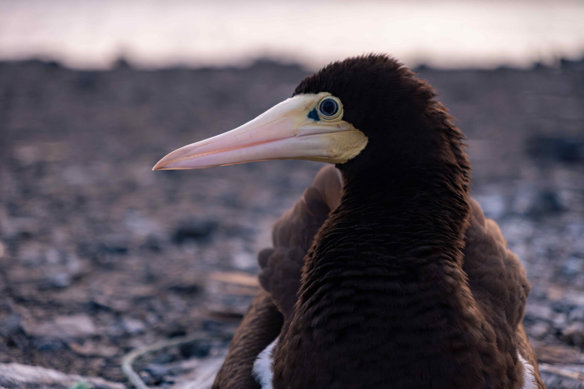 DSCF5852-Mejorado-NR-cmpr