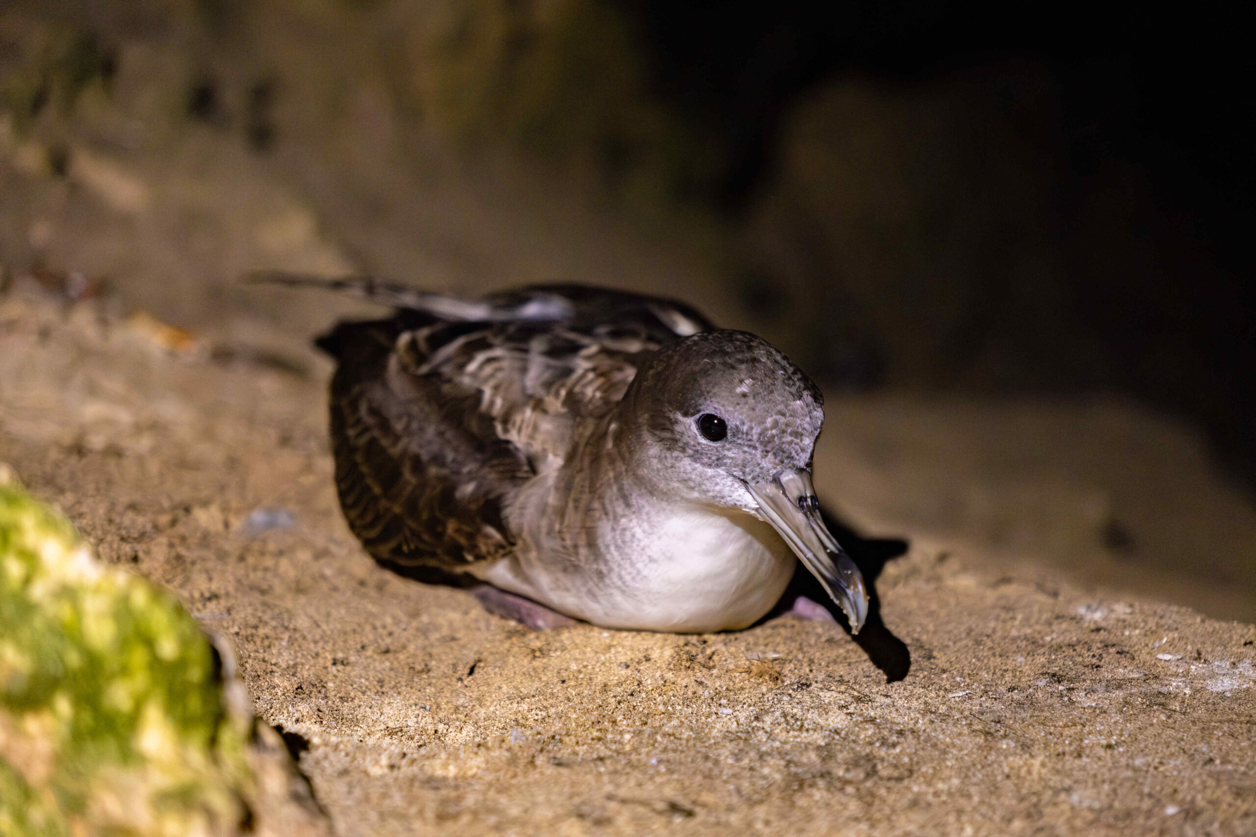 DSCF6292-Mejorado-NR-cmpr