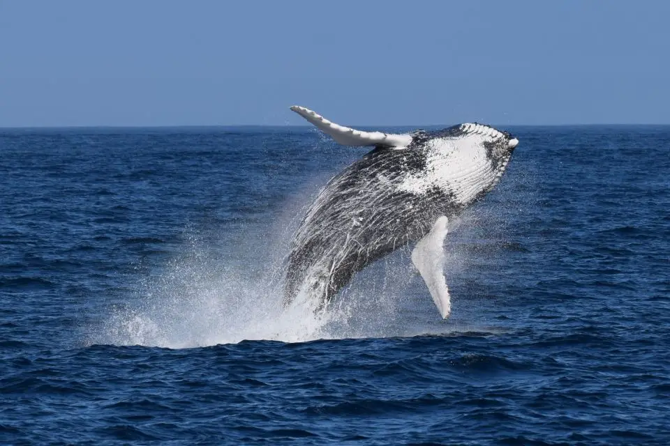 Humpback-Whale-Azores59
