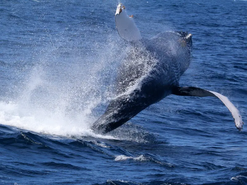 whale-azores-futurismo